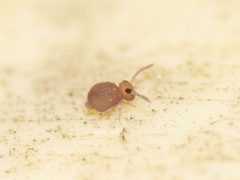 Bourletiella hortensis by (c) Alexis Tinker-Tsavalas, some rights reserved (CC BY), uploaded by Alexis Tinker-Tsavalas. Used under a CC-BY license.