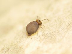 Bourletiella hortensis by (c) Alexis Tinker-Tsavalas, some rights reserved (CC BY), uploaded by Alexis Tinker-Tsavalas. Used under a CC-BY license.