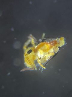 Heterosminthurus by (c) Zakqary Roy, some rights reserved (CC BY), uploaded by Zakqary Roy. Used under a CC-BY license.