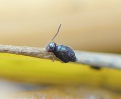 Pseudobourletiella spinata by (c) Even Dankowicz, some rights reserved (CC BY), uploaded by Even Dankowicz. Used under a CC-BY license.
