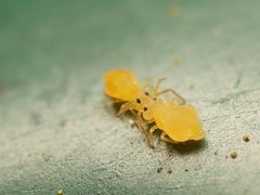 Deuterosminthurus pallipes by (c) Alexis Tinker-Tsavalas, some rights reserved (CC BY), uploaded by Alexis Tinker-Tsavalas. Used under a CC-BY license.