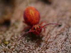Dicyrtoma fusca by (c) Alexis Tinker-Tsavalas, some rights reserved (CC BY), uploaded by Alexis Tinker-Tsavalas. Used under a CC-BY license.