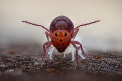 Dicyrtoma fusca by (c) Alexis Tinker-Tsavalas, some rights reserved (CC BY), uploaded by Alexis Tinker-Tsavalas. Used under a CC-BY license.