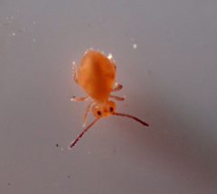 Dicyrtoma flammea by (c) Zakqary Roy, some rights reserved (CC BY), uploaded by Zakqary Roy. Used under a CC-BY license.