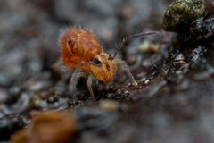Ptenothrix maculosa by (c) Pete Lypkie, some rights reserved (CC BY), uploaded by Pete Lypkie. Used under a CC-BY license.