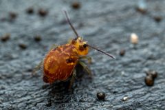 Ptenothrix maculosa by (c) Pete Lypkie, some rights reserved (CC BY), uploaded by Pete Lypkie. Used under a CC-BY license.
