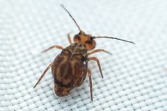 Ptenothrix maculosa by (c) Pete Lypkie, some rights reserved (CC BY), uploaded by Pete Lypkie. Used under a CC-BY license.