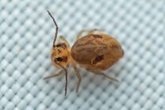 Ptenothrix maculosa by (c) Pete Lypkie, some rights reserved (CC BY), uploaded by Pete Lypkie. Used under a CC-BY license.