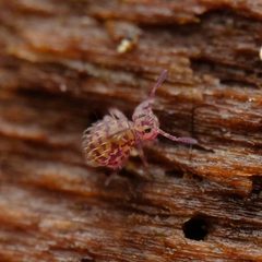 Sphyrotheca minnesotensis by (c) Alexis Tinker-Tsavalas, some rights reserved (CC BY), uploaded by Alexis Tinker-Tsavalas. Used under a CC-BY license.