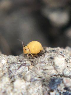 Bourletiella arvalis by (c) Jared Shorma, some rights reserved (CC BY), uploaded by Jared Shorma. Used under a CC-BY license.