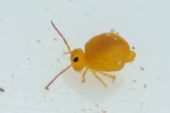 Bourletiella arvalis by (c) Pete Lypkie, some rights reserved (CC BY), uploaded by Pete Lypkie. Used under a CC-BY license.