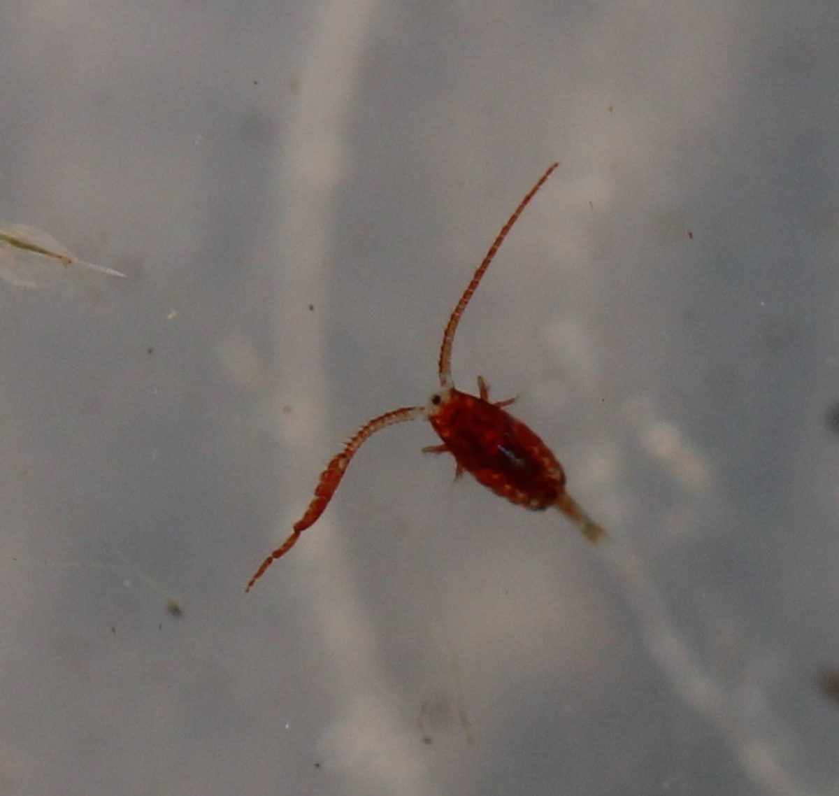 Calanoida (Calanoid Copepods): Identification, Facts, and Taxonomy