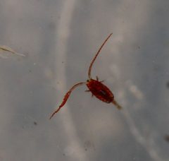 Diaptomidae by (c) Zachary Dankowicz, some rights reserved (CC BY), uploaded by Zachary Dankowicz. Used under a CC-BY license.