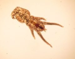 Siphonostomatoida by (c) Donald Davesne, some rights reserved (CC BY), uploaded by Donald Davesne. Used under a CC-BY license.