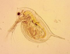Daphnia by no rights reserved, uploaded by Ken Kneidel. Used under a CC0 license.