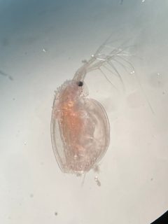 Daphnia by (c) Sam Turner, some rights reserved (CC BY), uploaded by Sam Turner. Used under a CC-BY license.