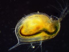 Daphnia by (c) Ivan Sinkov, some rights reserved (CC BY), uploaded by Ivan Sinkov. Used under a CC-BY license.