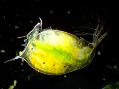 Daphnia by (c) Ivan Sinkov, some rights reserved (CC BY), uploaded by Ivan Sinkov. Used under a CC-BY license.