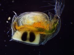 Daphnia by (c) Ivan Sinkov, some rights reserved (CC BY), uploaded by Ivan Sinkov. Used under a CC-BY license.