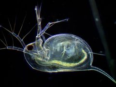 Daphnia by (c) Ivan Sinkov, some rights reserved (CC BY), uploaded by Ivan Sinkov. Used under a CC-BY license.