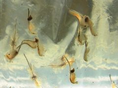 Artemia franciscana by (c) Syd Cannings, some rights reserved (CC BY), uploaded by Syd Cannings. Used under a CC-BY license.