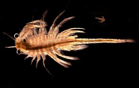 Artemiidae by (c) djpmapleferryman, some rights reserved (CC BY). Used under a CC-BY license.