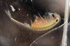 Branchinecta by (c) Ken-ichi Ueda, some rights reserved (CC BY), uploaded by Ken-ichi Ueda. Used under a CC-BY license.