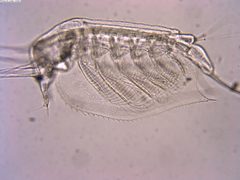 Ctenopoda by (c) Lukas Schärer, some rights reserved (CC BY), uploaded by Lukas Schärer. Used under a CC-BY license.