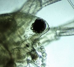 Simocephalus serrulatus by no rights reserved, uploaded by Ken Kneidel. Used under a CC0 license.