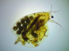 Simocephalus serrulatus by (c) Ivan Sinkov, some rights reserved (CC BY), uploaded by Ivan Sinkov. Used under a CC-BY license.