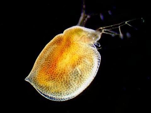 Anomopoda by (c) Ivan Sinkov, some rights reserved (CC BY), uploaded by Ivan Sinkov. Used under a CC-BY license.
