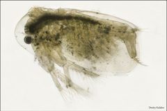Sida crystallina by (c) Dmitry Kulakov, some rights reserved (CC BY), uploaded by Dmitry Kulakov. Used under a CC-BY license.