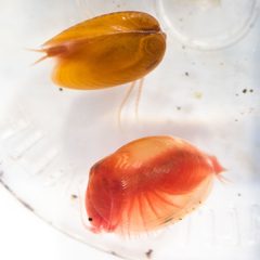 Spinicaudata by (c) Ken-ichi Ueda, some rights reserved (CC BY). Used under a CC-BY license.