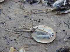 Triops by (c) Duarte Frade, some rights reserved (CC BY), uploaded by Duarte Frade. Used under a CC-BY license.