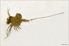 Onychopoda by (c) Dmitry Kulakov, some rights reserved (CC BY), uploaded by Dmitry Kulakov. Used under a CC-BY license.