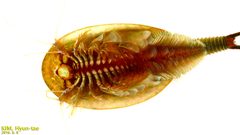 Triops longicaudatus by (c) Kim, Hyun-tae, some rights reserved (CC BY), uploaded by Kim, Hyun-tae. Used under a CC-BY license.