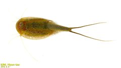 Triops longicaudatus by (c) Kim, Hyun-tae, some rights reserved (CC BY), uploaded by Kim, Hyun-tae. Used under a CC-BY license.
