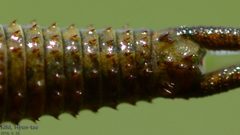 Triops longicaudatus by (c) Kim, Hyun-tae, some rights reserved (CC BY), uploaded by Kim, Hyun-tae. Used under a CC-BY license.