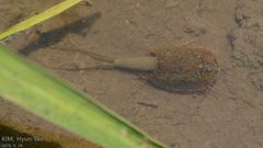 Triops longicaudatus by (c) Kim, Hyun-tae, some rights reserved (CC BY), uploaded by Kim, Hyun-tae. Used under a CC-BY license.