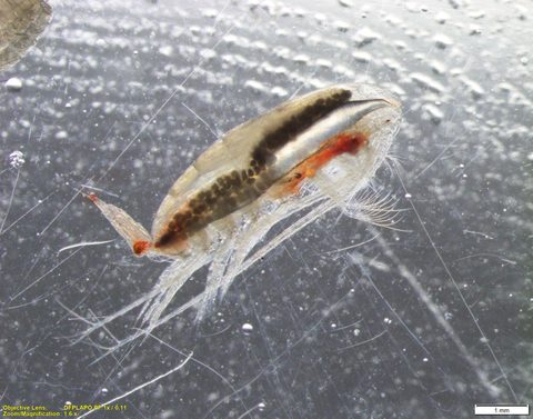 Calanidae by (c) Leïla Brunner, some rights reserved (CC BY), uploaded by Leïla Brunner. Used under a CC-BY license.