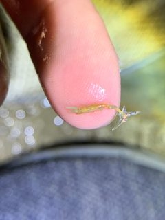 Lernaea cyprinacea by (c) Nick Tobler (Cowturtle), some rights reserved (CC BY), uploaded by Nick Tobler (Cowturtle). Used under a CC-BY license.