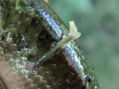 Lernaeidae by (c) Seth G. Breeding, some rights reserved (CC BY), uploaded by Seth G. Breeding. Used under a CC-BY license.