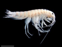 Crangonyx by (c) Dr. Andrew G. Cannizzaro, some rights reserved (CC BY), uploaded by Dr. Andrew G. Cannizzaro. Used under a CC-BY license.