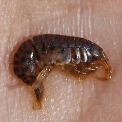 Gammarus fasciatus by (c) Bill Keim, some rights reserved (CC BY). Used under a CC-BY license.