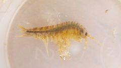 Gammarus fasciatus by no rights reserved, uploaded by nmacelko2. Used under a CC0 license.
