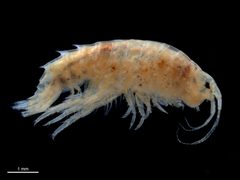 Gammarus by (c) Dr. Andrew G. Cannizzaro, some rights reserved (CC BY), uploaded by Dr. Andrew G. Cannizzaro. Used under a CC-BY license.