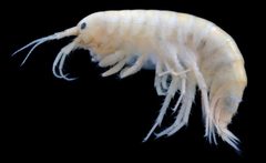 Gammarus by (c) Dr. Andrew G. Cannizzaro, some rights reserved (CC BY), uploaded by Dr. Andrew G. Cannizzaro. Used under a CC-BY license.