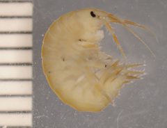 Gammarus by (c) Dr. Andrew G. Cannizzaro, some rights reserved (CC BY), uploaded by Dr. Andrew G. Cannizzaro. Used under a CC-BY license.
