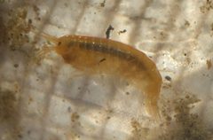 Gammarus lacustris by (c) Erin McKittrick, some rights reserved (CC BY), uploaded by Erin McKittrick. Used under a CC-BY license.