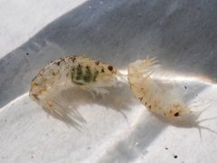 Calliopius by (c) Zihao Wang, some rights reserved (CC BY), uploaded by Zihao Wang. Used under a CC-BY license.